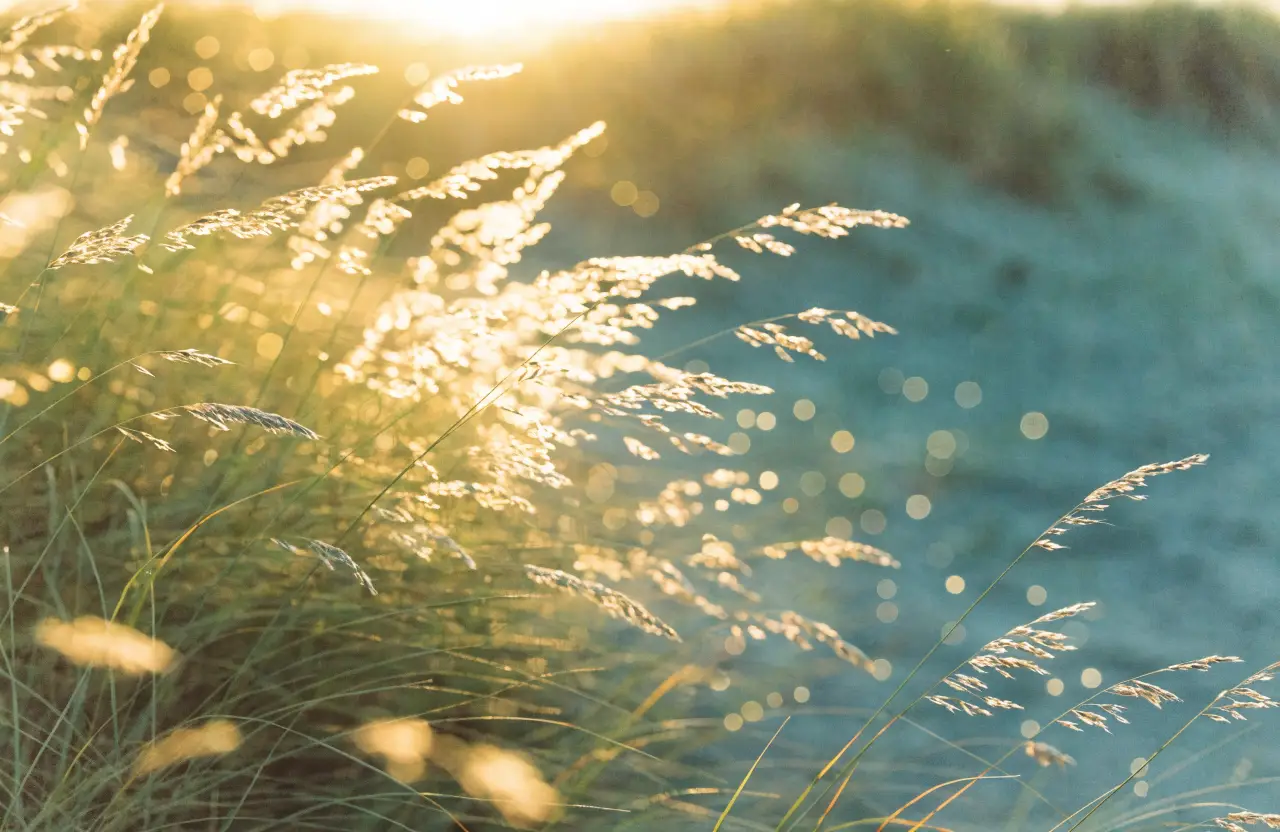 Soft dune grass glowing in low golden light